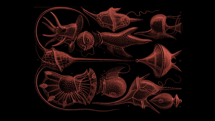 Dinoflagellates by Ernst Haeckel