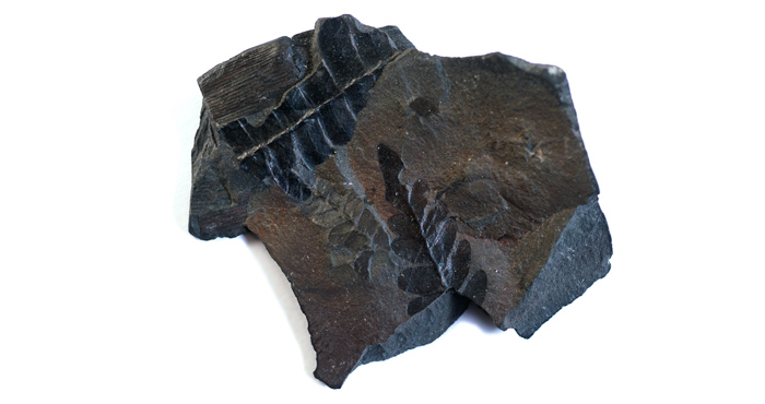 Carboniferous fossil fern