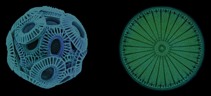 coccolithophore and diatome