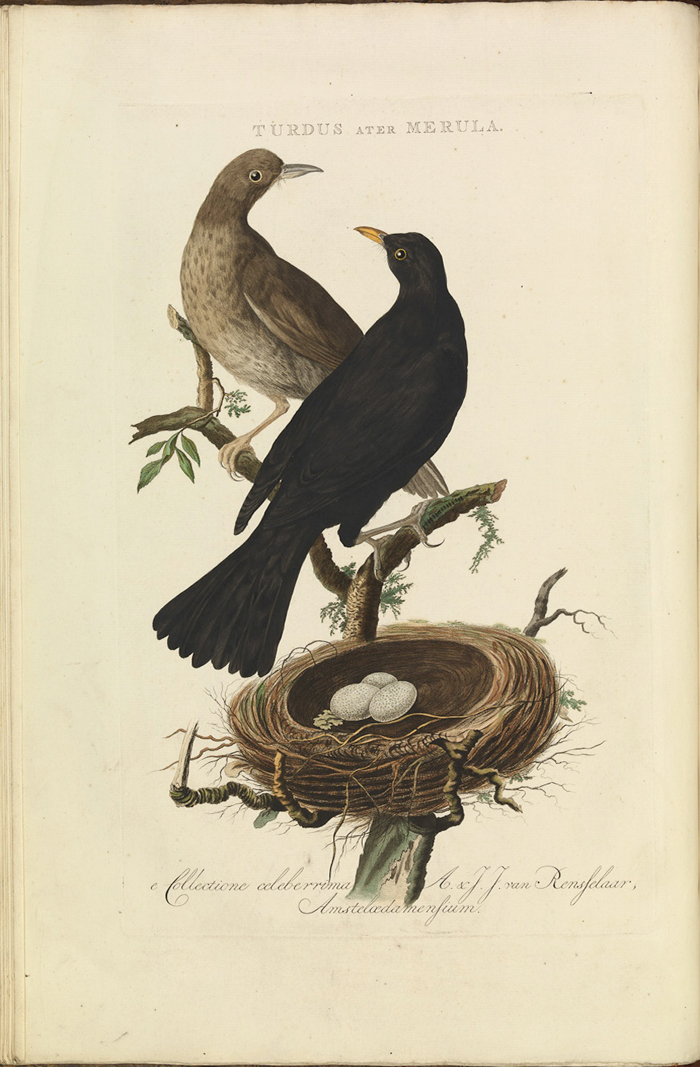 Turdus merula